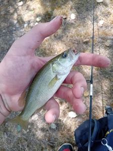 Largemouth Bass