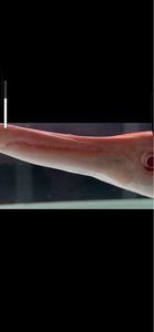 Alligator Gar