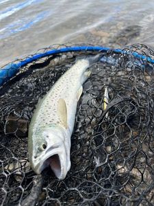 Lake Trout