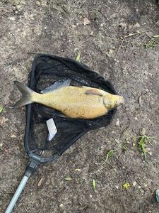 Common Bream