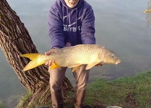 Common Carp