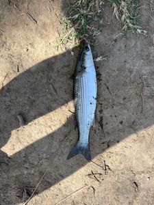Thicklip Grey Mullet