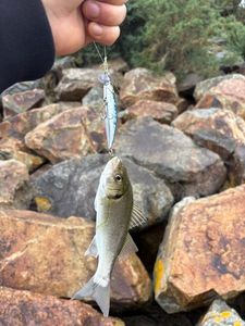 European Bass (Seabass)