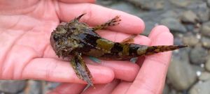 Bullhead