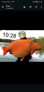 Koï Fish