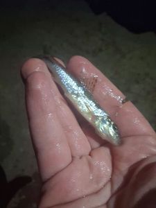 Gudgeon