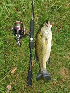 Largemouth Bass