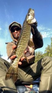 Northern Pike