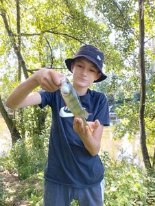 Yellow Perch