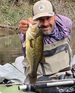 Largemouth Bass