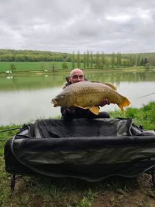 Mirror Carp