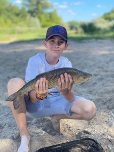 Common Carp