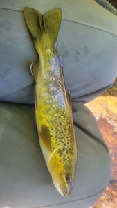 Brown Trout