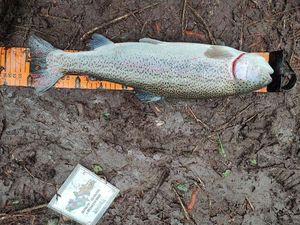 Rainbow Trout