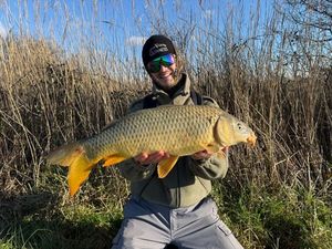 Common Carp