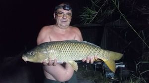 Common Carp