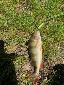 European Perch