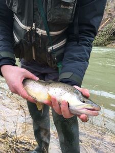 Brown Trout