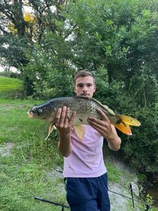 Common Carp