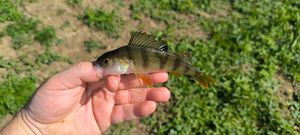 European Perch