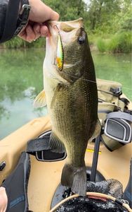Largemouth Bass