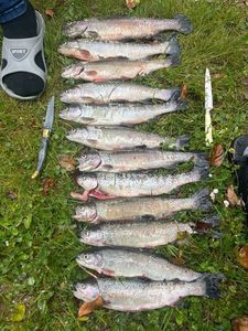 Rainbow Trout