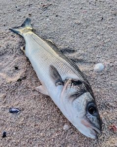 European Bass (Seabass)