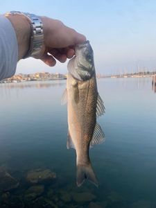 European Bass (Seabass)