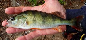 European Perch