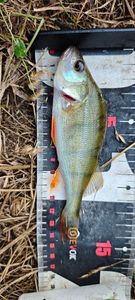 European Perch