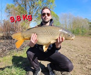 Common Carp