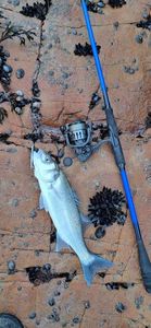 European Bass (Seabass)