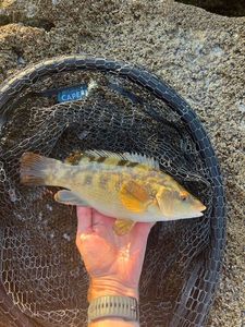 Ballan Wrasse