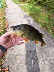 European Perch