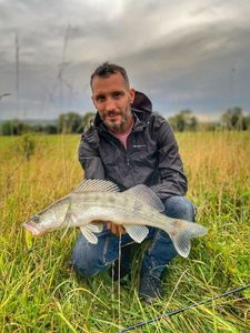 Zander