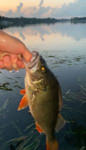 European Perch