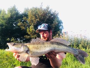 Zander