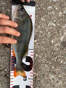 European Perch capturado por Tom Durden