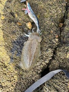 Common Cuttlefish