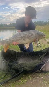 Common Carp