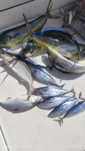 Dolphinfish