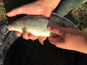Crucian Carp