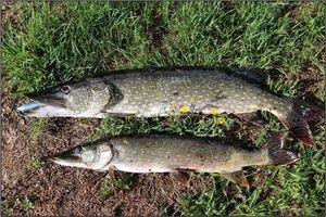 Northern Pike