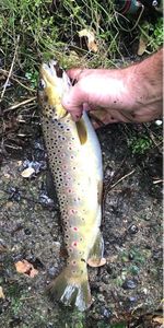 Brown Trout