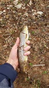 Brown Trout