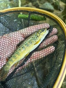 Brown Trout