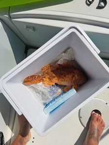 Red Scorpionfish