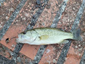 Largemouth Bass
