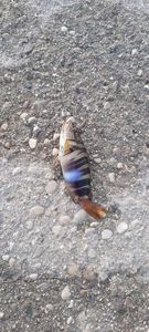 Painted Comber