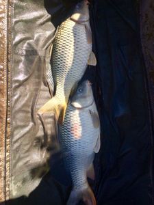 Mirror Carp